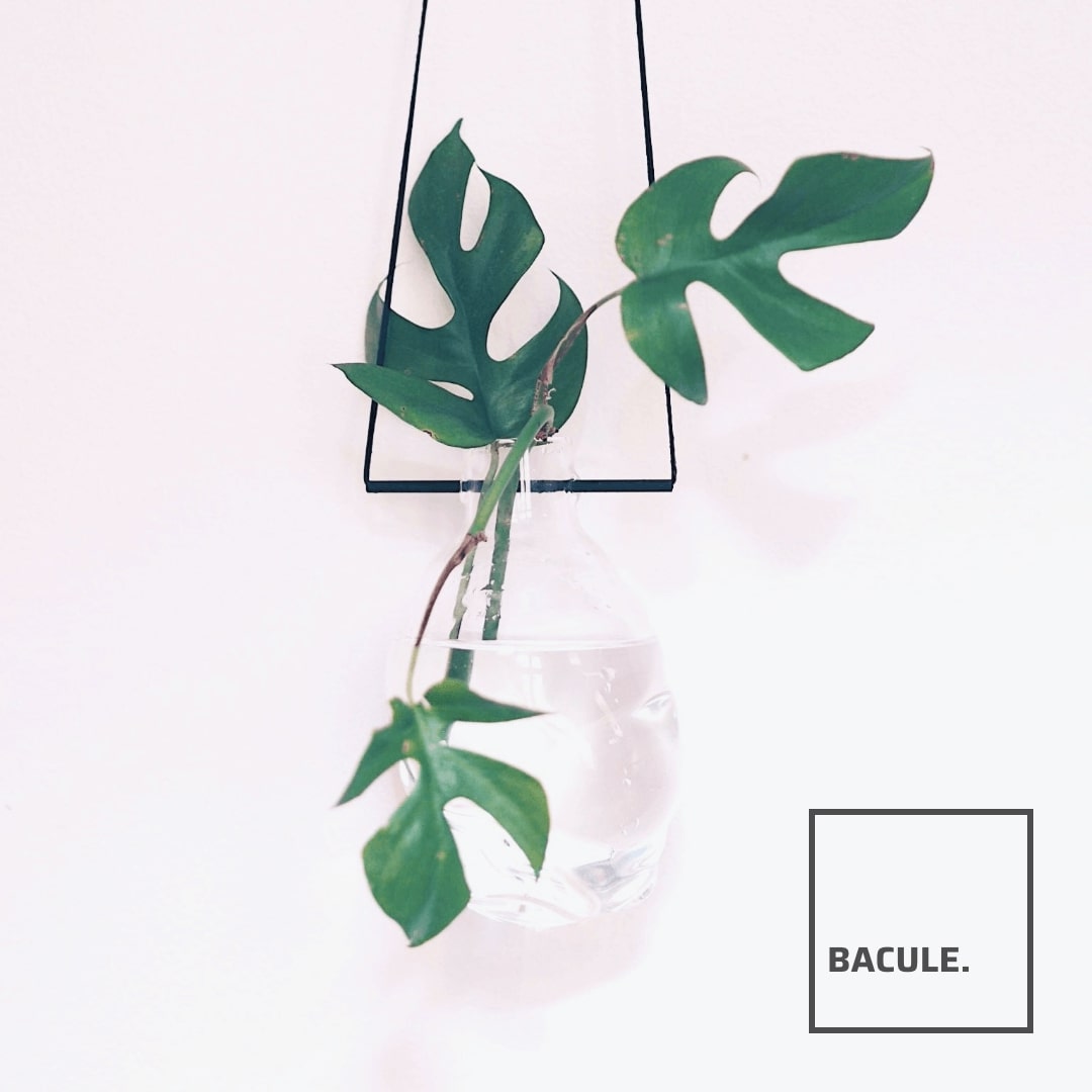 Bacule